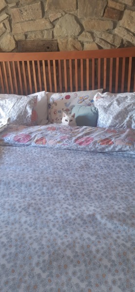 Let's have a happy thread. Show me your kitties.