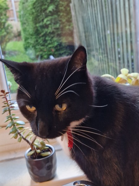 Let's have a happy thread. Show me your kitties.