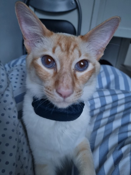 Help me choose a cat