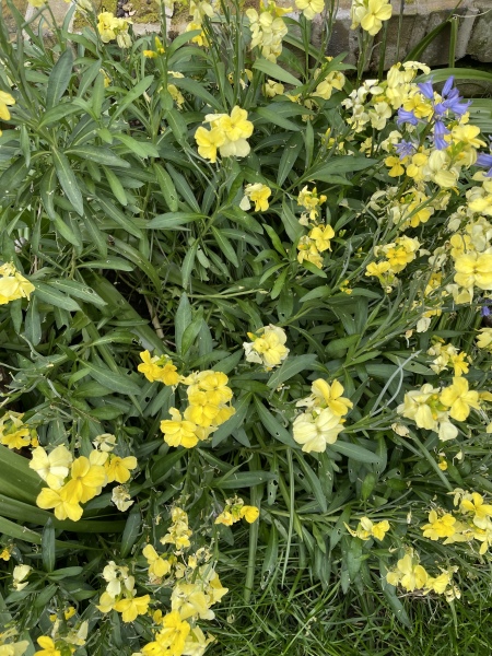 Plant IDs please! New garden coming to life