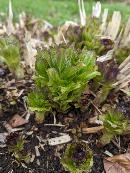 Would anyone like to ID some plants for me? 