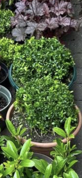 What are these plants called? 