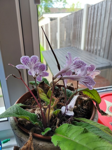 Streptocarpus mutation?