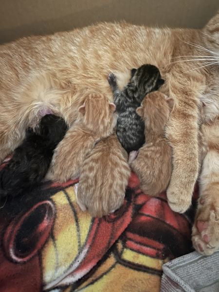 Advice please! Cat close to birth?
