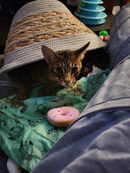 Show me your cats hiding places 