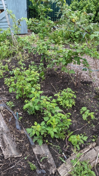 The Vegetable Patch Mark 2