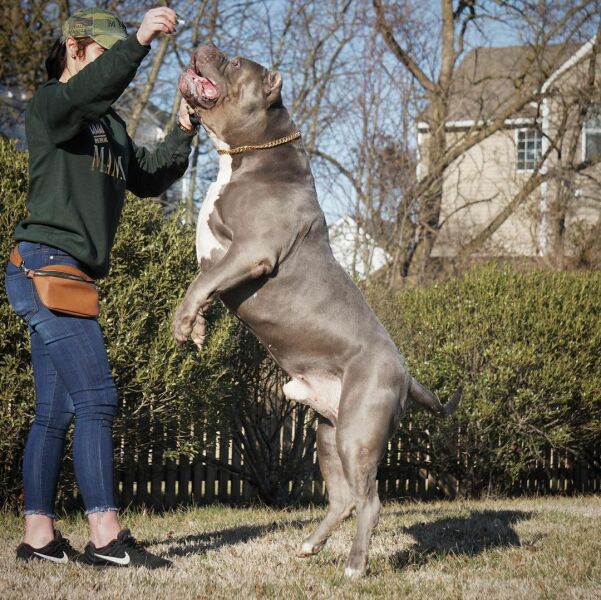 Dog walker killed by her own XL Bully Breed dog.