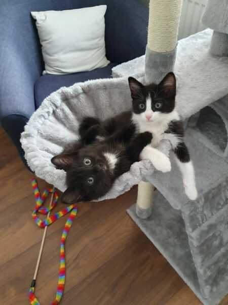Gratuitous photos of Jemima and Velcro