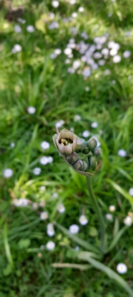 What the heck are these?