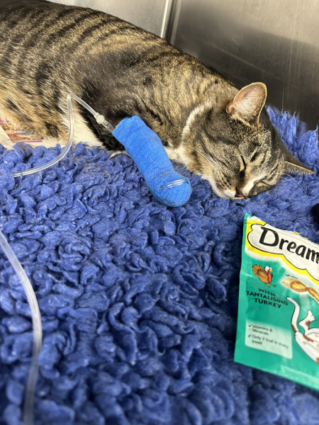 Missing Cat
