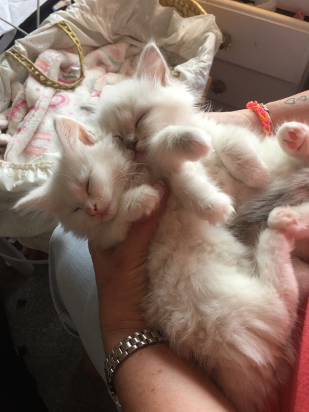 New lovely kitten white and fluffy!