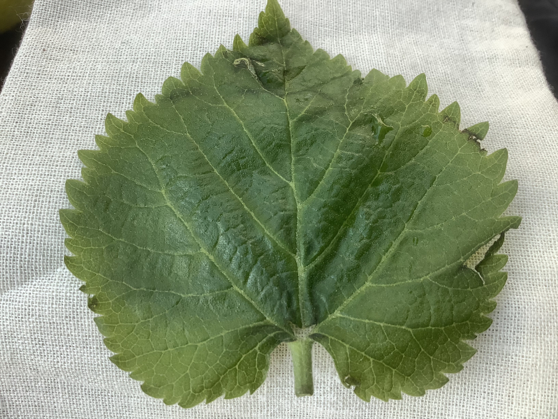 Tree id plese-@meredintofpandiculation?