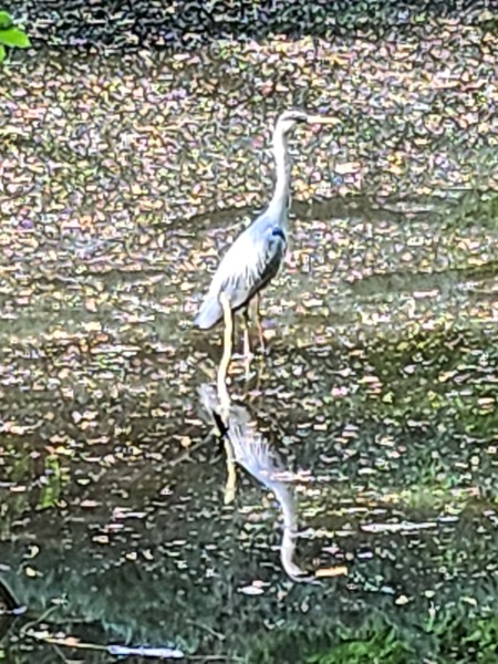 Thread 46 - GCSE Covid Cohort , Searching for Summer Solstice