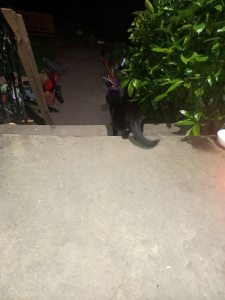 Cats used to be worshiped as Gods...
