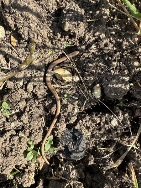 Thread 46 - GCSE Covid Cohort , Searching for Summer Solstice