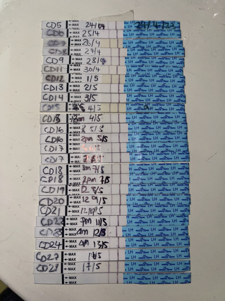 Letrozole first cycle 