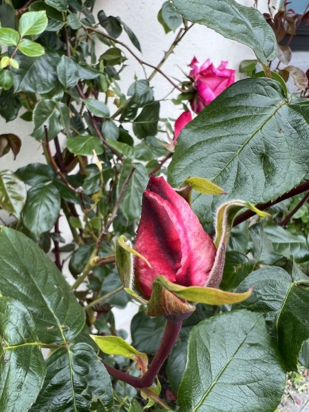 Roses- where did I go wrong?