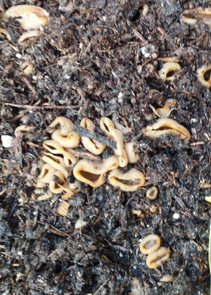 What the hell is this?