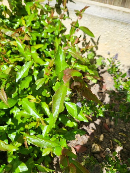 What have you done in the garden today?