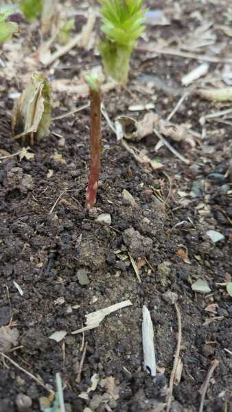 Would anyone like to ID some plants for me? 