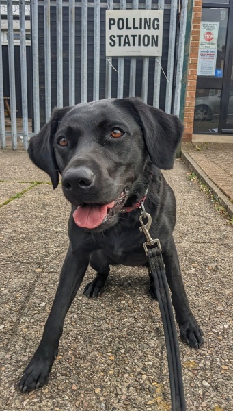 Dogs at Polling Stations