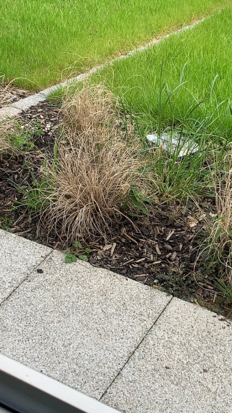 What is this plant please