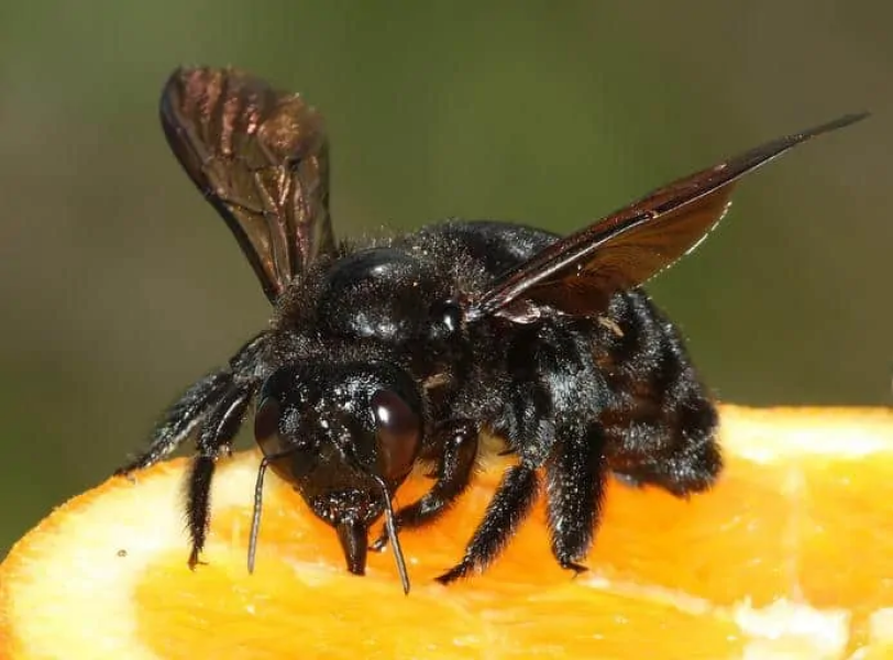 What kind of bee is this ? 