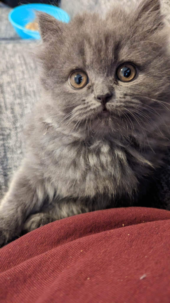 Let's have a happy thread. Show me your kitties.