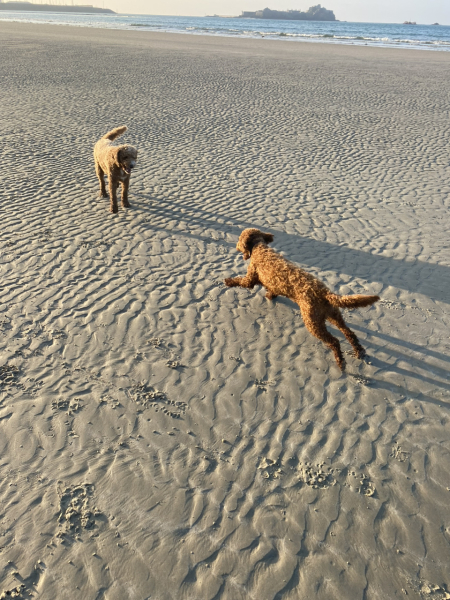 Where are all the poodles?