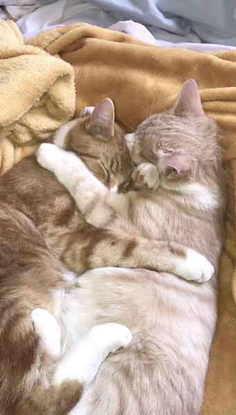 Let's have a happy thread. Show me your kitties.