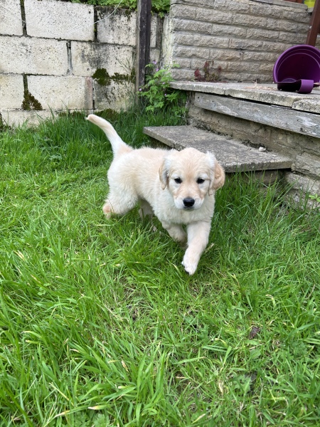 Puppy survival thread part 2