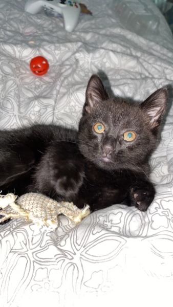 How many black cats...