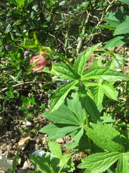 Unidentified Flowering Object