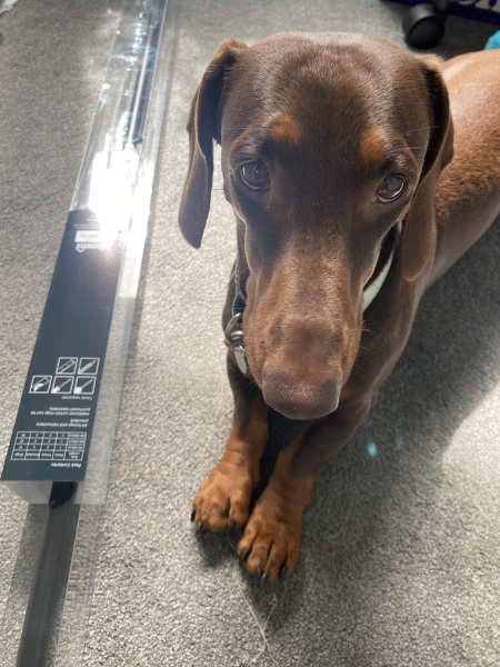 Curtains help - pic of dog included!