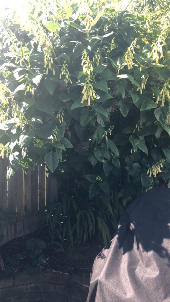 What have you done in the garden today?