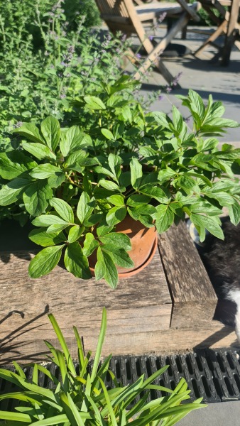Peonies - leaves but no flower buds