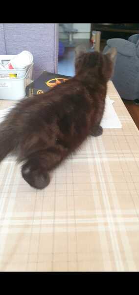 Gratuitous photos of Jemima and Velcro