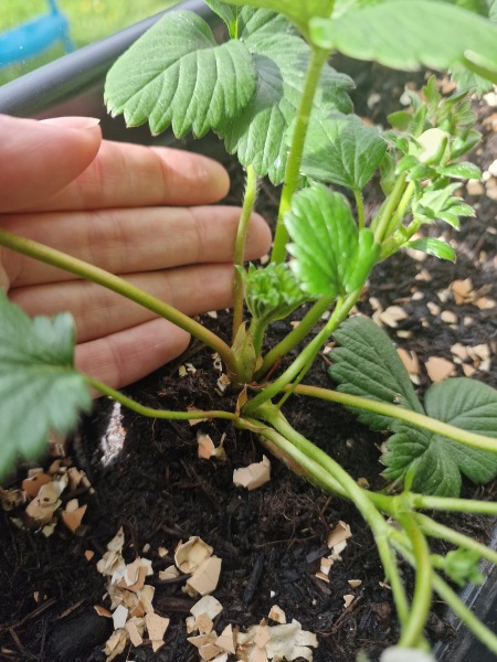 First time grower needing some help please! 