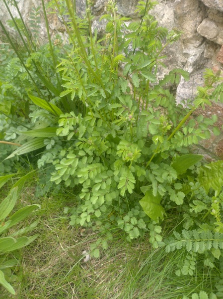 Do I want these in my garden?
