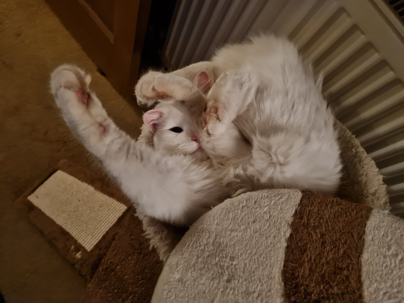 Let's have a happy thread. Show me your kitties.