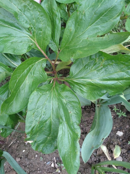 Plant id help. 