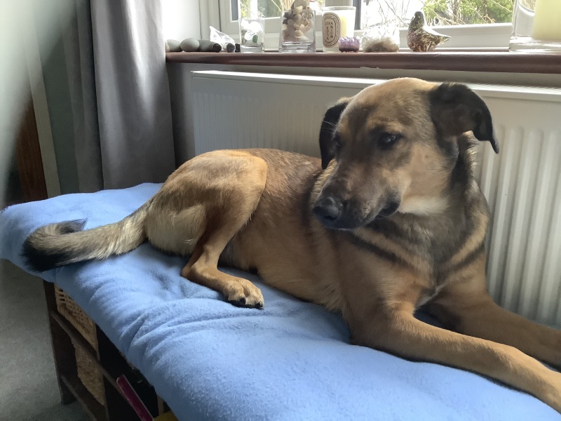 Need advice on socializing an older puppy