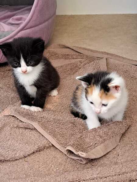 It’s a kitten names one…