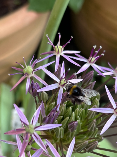 Happy Bee 🐝 day! Share your bee pictures 