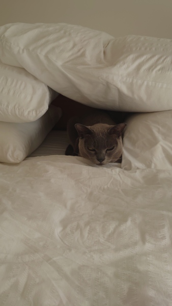 bully cat