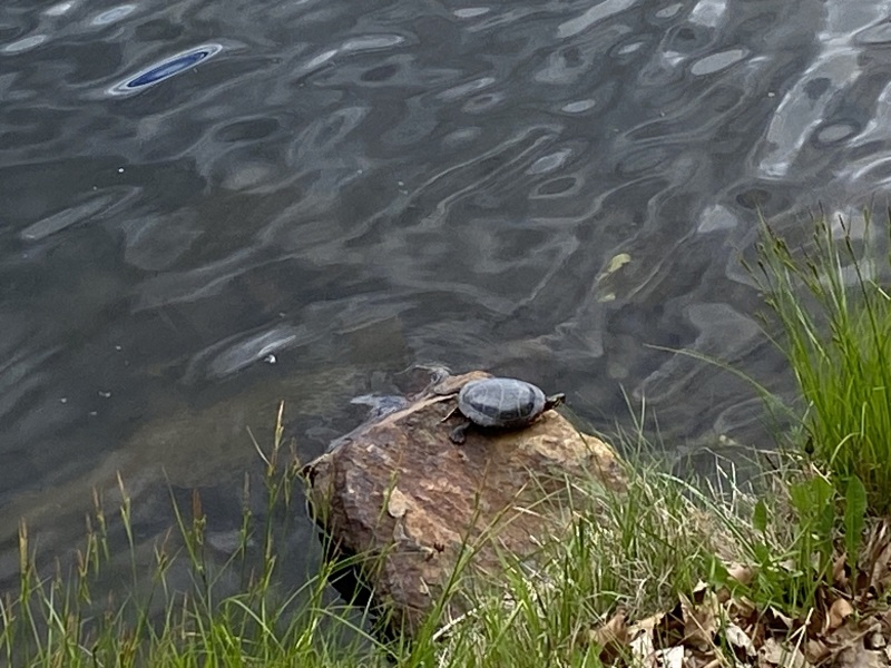 Come and tell me your dull and unexciting news 25: Calmly through the day 