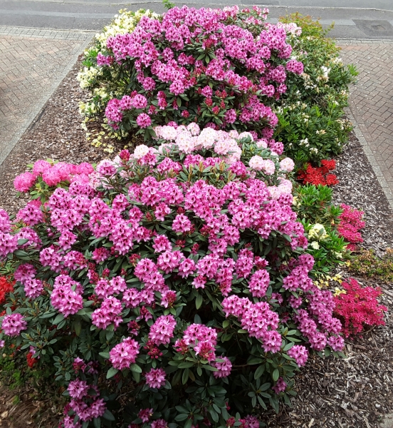 Please help me with my rhododendron!