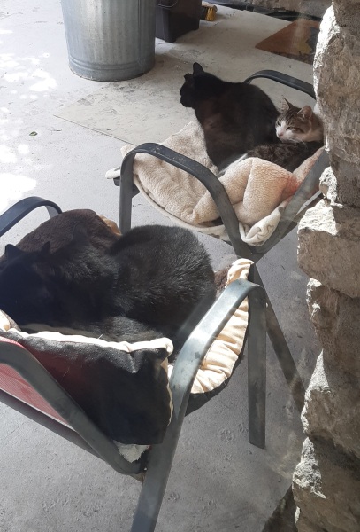 How many black cats...