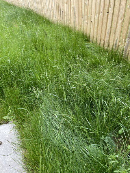 Are you doing 'no mow may' ?