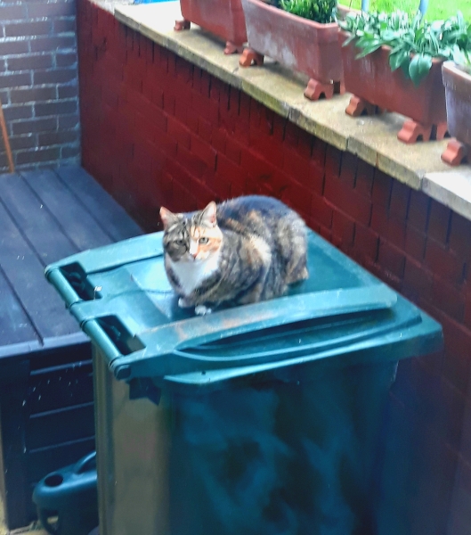 How many black cats...